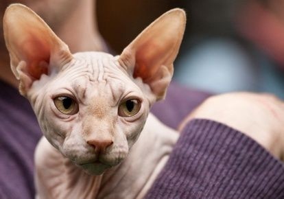 Kočka Sphynx