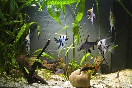 rybičky v akváriu