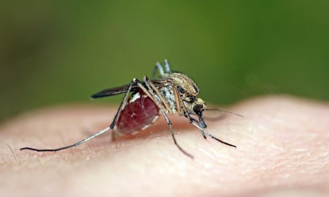 dapisgel-komar