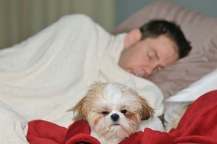 Pes, postel,spánek