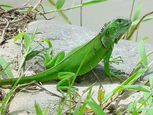 jester iguana