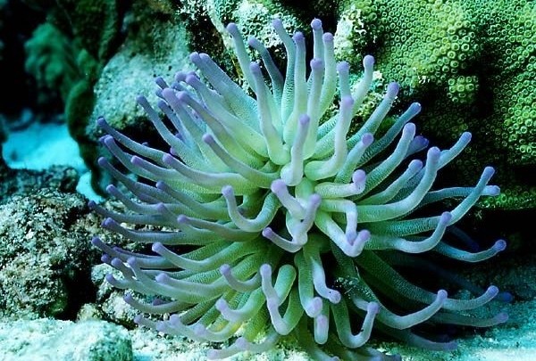 Sasanka Morska Popaleni () Sasanka Morska Popaleni