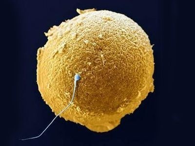 Spermie,oplodnění,vajíčko