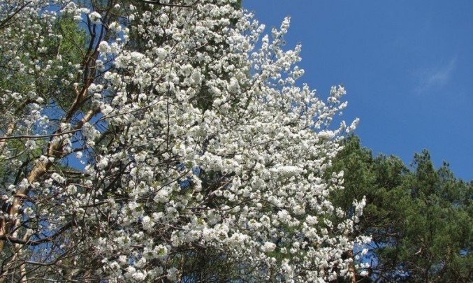 strom, květ, jaro, alergie,a lergen