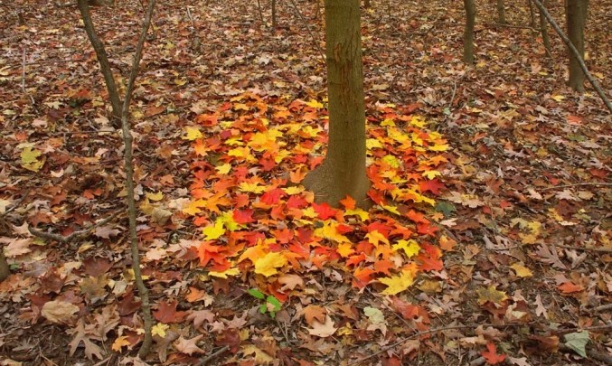 Podzimní strom