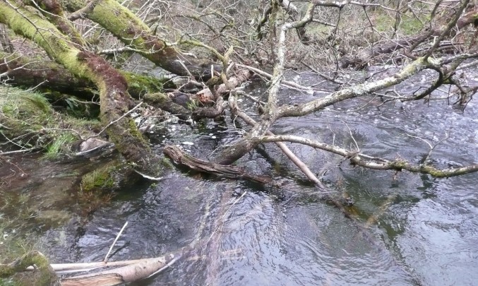 Potok a stromy