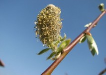 alergen,jehnědy, strom, alergie, pyl, flora