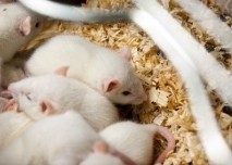 Bílé laboratorní myši