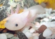 axolotl mexický