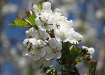 květy, strom, jaro, příroda