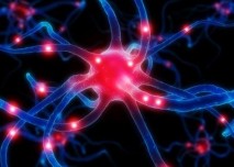 neurony_mozek