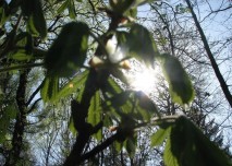 list, strom, slunce,příroda