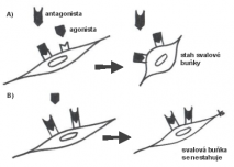 sval