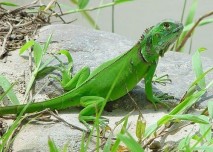 jester iguana