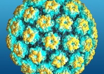 papalomavirus,HPV,rakovina,děložní čípek