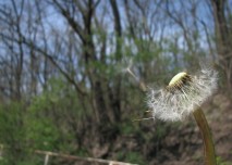 pampeliška rozfoukaná, léto,