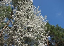 strom, květ, jaro, alergie,a lergen