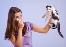 alergie na kočičí srst
