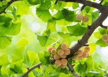 Ginkgo biloba jinan dvoulaločný