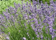 Lavandula spica, levandule