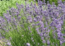 Lavandula spica, levandule