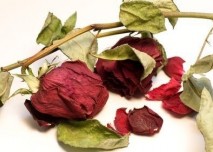 Sušené květy - růže