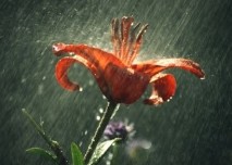 Déšť, bouřka